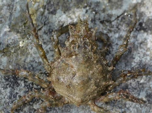 Pisa tetraodon